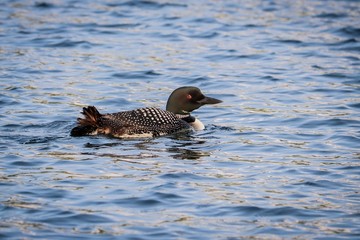 duck in the water