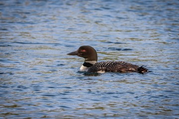 duck in water