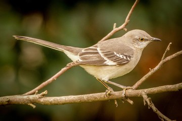 bird on a branch