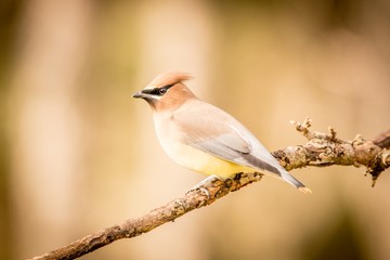 bird on a branch