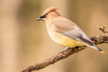 bird on a branch