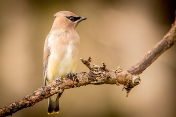 bird on a branch