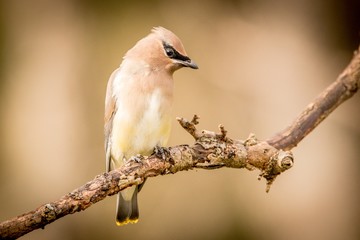 bird on a branch