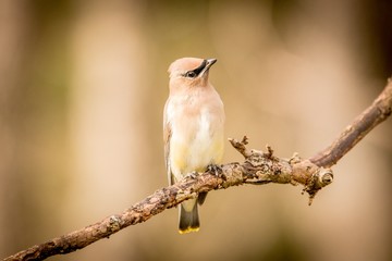 bird on a branch