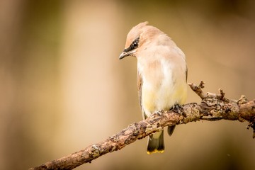 bird in flight