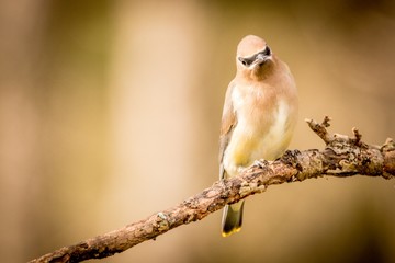 bird on a branch