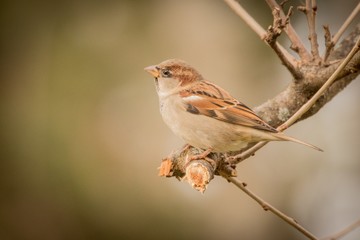 sparrow on a branch