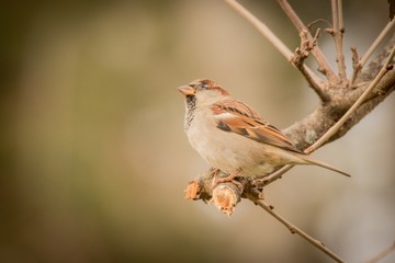 sparrow on branch