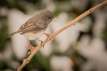 sparrow on a branch
