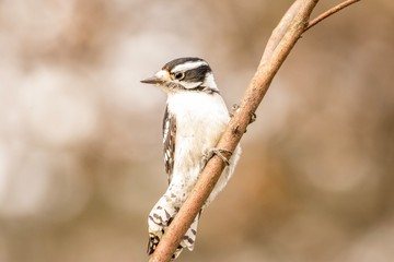 woodpecker on tree