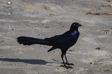 black raven on beach