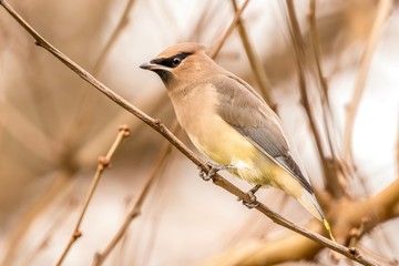 bird on a branch