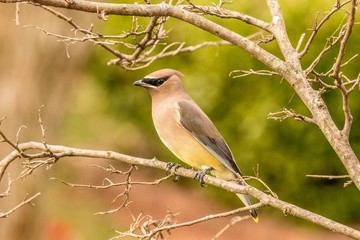 bird on a branch