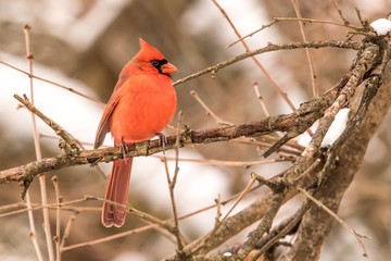 cardinal on a branch