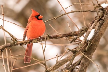 cardinal in snow