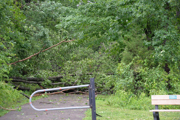 Tornado Storm Damage of Fallen Trees and Debris