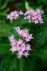 沖縄のピンク色のペンタスの花