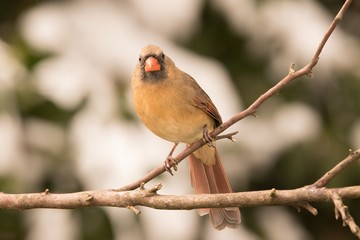 robin on a branch