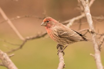 sparrow on branch