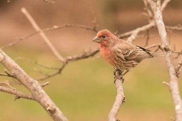 female northern cardinal on branch