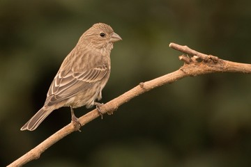 sparrow on a branch