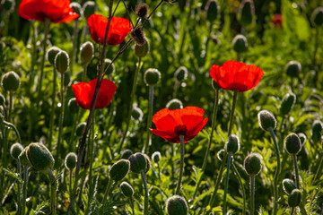 Poppies