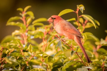 bird on branch