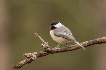 bird on a branch