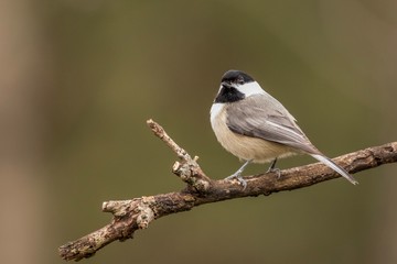 sparrow on a branch