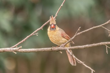 bird on branch