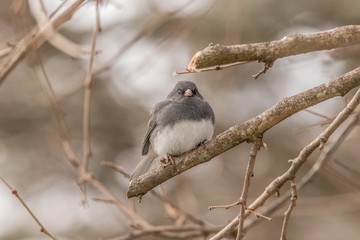 sparrow on a branch