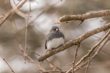sparrow on branch
