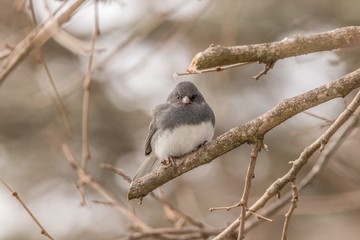 sparrow on branch