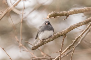 Dark eyed junco on branch
