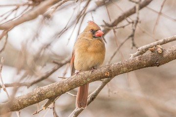 Cardinal on a branch