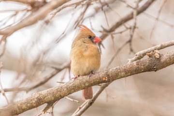 Cardinal on a branch