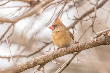 Female cardinal in the snow