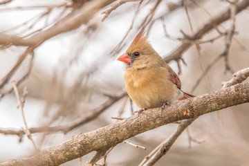 Cardinal in the snow