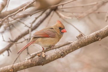 cardinal on a branch