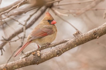 Female cardinal on a branch