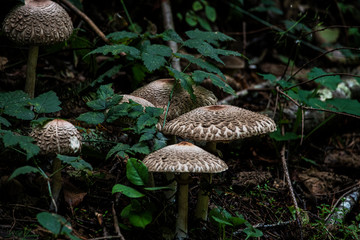 Woodland Shrooms