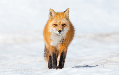 Red Fox