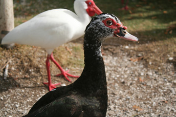 Domestic Duck