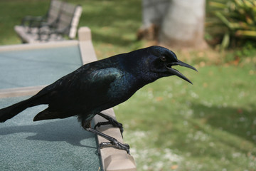 Boat-tailed Grackle