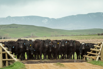 Cattle Crossing