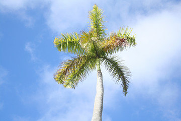 Palm Tree