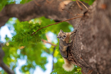 squirrel on the tree.