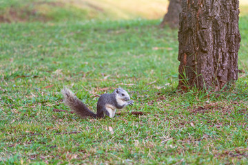 squirrel sit on grass.