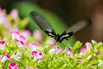 Motion blur butterfly flying.