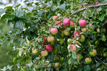 Close up of apple tree, sun kissed green apples growing on a branch, Eastern Washington State, USA